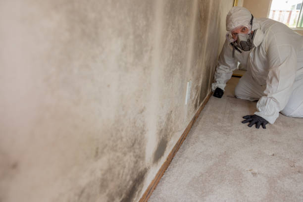 Best Commercial Mold Inspection  in Broken Bow, NE